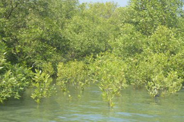 Bangladeş 'teki Cox' s Bazar 'ın gelgit nehrindeki dağınık mangrov ağaçlarının panoramik manzarası. Mavi gökyüzünün altında geniş bir kıyı sulak arazi ekosistemi manzarası.