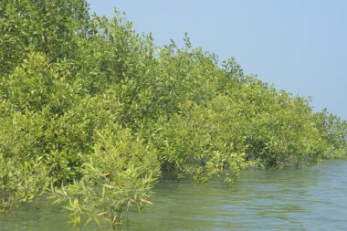 Bangladeş 'teki Cox' s Bazar 'ın gelgit nehrindeki dağınık mangrov ağaçlarının panoramik manzarası. Mavi gökyüzünün altında geniş bir kıyı sulak arazi ekosistemi manzarası.