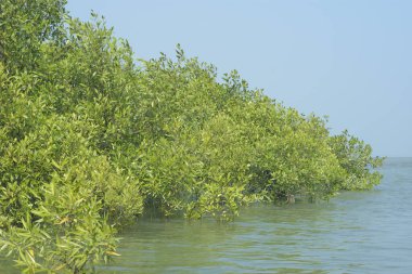 Bangladeş 'teki Cox' s Bazar 'ın gelgit nehrindeki dağınık mangrov ağaçlarının panoramik manzarası. Mavi gökyüzünün altında geniş bir kıyı sulak arazi ekosistemi manzarası.