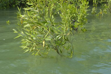 Bangladeş 'teki Cox' s Bazar 'ın gelgit nehrindeki dağınık mangrov ağaçlarının panoramik manzarası. Mavi gökyüzünün altında geniş bir kıyı sulak arazi ekosistemi manzarası.