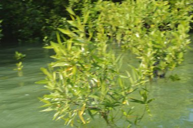 Bangladeş 'teki Cox' s Bazar 'ın gelgit nehrindeki dağınık mangrov ağaçlarının panoramik manzarası. Mavi gökyüzünün altında geniş bir kıyı sulak arazi ekosistemi manzarası.