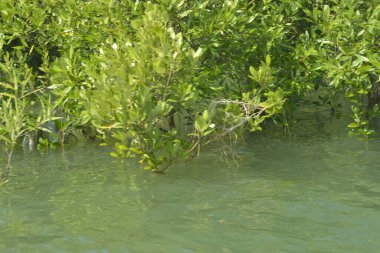 Bangladeş 'teki Cox' s Bazar 'ın gelgit nehrindeki dağınık mangrov ağaçlarının panoramik manzarası. Mavi gökyüzünün altında geniş bir kıyı sulak arazi ekosistemi manzarası.