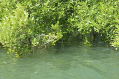 Bangladeş 'teki Cox' s Bazar 'ın gelgit nehrindeki dağınık mangrov ağaçlarının panoramik manzarası. Mavi gökyüzünün altında geniş bir kıyı sulak arazi ekosistemi manzarası.