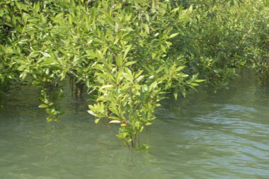 Bangladeş 'teki Cox' s Bazar 'ın gelgit nehrindeki dağınık mangrov ağaçlarının panoramik manzarası. Mavi gökyüzünün altında geniş bir kıyı sulak arazi ekosistemi manzarası.