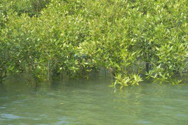 Bangladeş 'teki Cox' s Bazar 'ın gelgit nehrindeki dağınık mangrov ağaçlarının panoramik manzarası. Mavi gökyüzünün altında geniş bir kıyı sulak arazi ekosistemi manzarası.