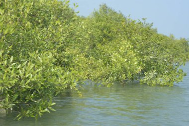 Bangladeş 'teki Cox' s Bazar 'ın gelgit nehrindeki dağınık mangrov ağaçlarının panoramik manzarası. Mavi gökyüzünün altında geniş bir kıyı sulak arazi ekosistemi manzarası.
