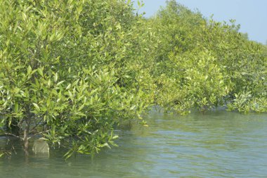 Bangladeş 'teki Cox' s Bazar 'ın gelgit nehrindeki dağınık mangrov ağaçlarının panoramik manzarası. Mavi gökyüzünün altında geniş bir kıyı sulak arazi ekosistemi manzarası.