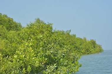 Bangladeş 'teki Cox' s Bazar 'ın gelgit nehrindeki dağınık mangrov ağaçlarının panoramik manzarası. Mavi gökyüzünün altında geniş bir kıyı sulak arazi ekosistemi manzarası.