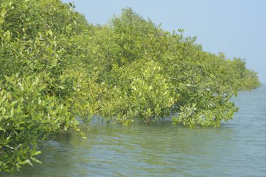 Bangladeş 'teki Cox' s Bazar 'ın gelgit nehrindeki dağınık mangrov ağaçlarının panoramik manzarası. Mavi gökyüzünün altında geniş bir kıyı sulak arazi ekosistemi manzarası.