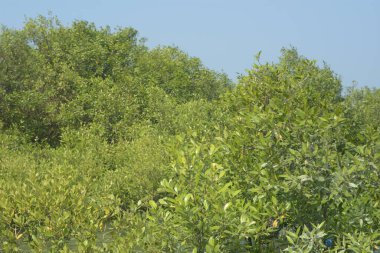 Mangrove Ormanı Cox 's Bazar, Bangladeş' te gelgit sırasında. Nehir suyuna kısmen batmış yemyeşil ağaçlar kıyı sularına dayanıklılık gösteriyor..