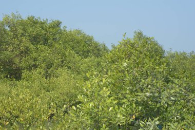 Mangrove Ormanı Cox 's Bazar, Bangladeş' te gelgit sırasında. Nehir suyuna kısmen batmış yemyeşil ağaçlar kıyı sularına dayanıklılık gösteriyor..