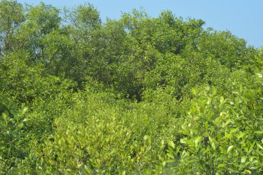 Mangrove Ormanı Cox 's Bazar, Bangladeş' te gelgit sırasında. Nehir suyuna kısmen batmış yemyeşil ağaçlar kıyı sularına dayanıklılık gösteriyor..