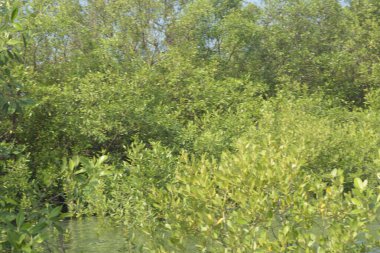 Mangrove Ormanı Cox 's Bazar, Bangladeş' te gelgit sırasında. Nehir suyuna kısmen batmış yemyeşil ağaçlar kıyı sularına dayanıklılık gösteriyor..