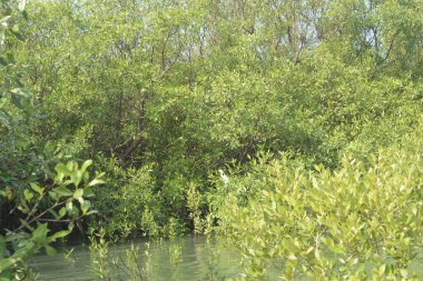 Mangrove Ormanı Cox 's Bazar, Bangladeş' te gelgit sırasında. Nehir suyuna kısmen batmış yemyeşil ağaçlar kıyı sularına dayanıklılık gösteriyor..