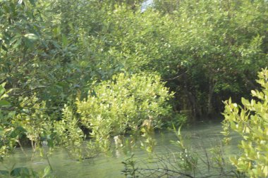 Cox 's Bazar, Bangladeş' teki gelgit nehir suyunda yetişen genç mangrov fidanları. Sahildeki orman yenilenmesi ve güneşli bir günde yeşil sulak arazi ekosisteminin manzarası.