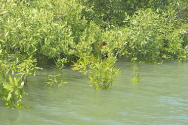 Cox 's Bazar, Bangladeş' teki gelgit nehir suyunda yetişen genç mangrov fidanları. Sahildeki orman yenilenmesi ve güneşli bir günde yeşil sulak arazi ekosisteminin manzarası.
