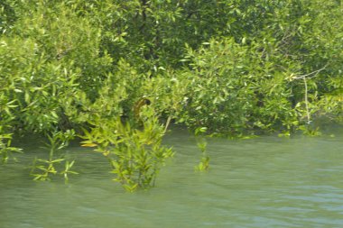 Cox 's Bazar, Bangladeş' teki gelgit nehir suyunda yetişen genç mangrov fidanları. Sahildeki orman yenilenmesi ve güneşli bir günde yeşil sulak arazi ekosisteminin manzarası.