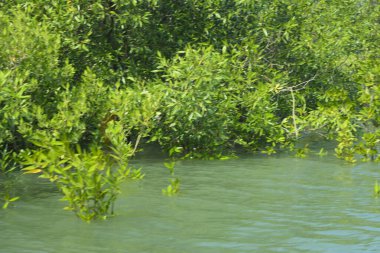 Cox 's Bazar, Bangladeş' teki gelgit nehir suyunda yetişen genç mangrov fidanları. Sahildeki orman yenilenmesi ve güneşli bir günde yeşil sulak arazi ekosisteminin manzarası.