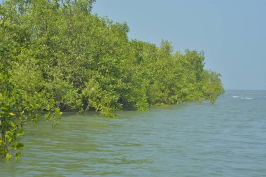 Cox 's Bazar, Bangladeş' teki gelgit nehir suyunda yetişen genç mangrov fidanları. Sahildeki orman yenilenmesi ve güneşli bir günde yeşil sulak arazi ekosisteminin manzarası.