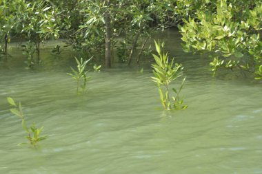 Cox 's Bazar, Bangladeş' teki gelgit nehir suyunda yetişen genç mangrov fidanları. Sahildeki orman yenilenmesi ve güneşli bir günde yeşil sulak arazi ekosisteminin manzarası.