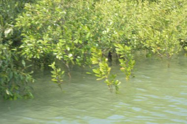 Cox 's Bazar, Bangladeş' teki gelgit nehir suyunda yetişen genç mangrov fidanları. Sahildeki orman yenilenmesi ve güneşli bir günde yeşil sulak arazi ekosisteminin manzarası.