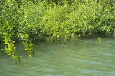 Cox 's Bazar, Bangladeş' teki gelgit nehir suyunda yetişen genç mangrov fidanları. Sahildeki orman yenilenmesi ve güneşli bir günde yeşil sulak arazi ekosisteminin manzarası.