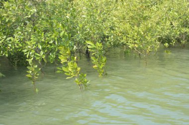 Cox 's Bazar, Bangladeş' teki gelgit nehir suyunda yetişen genç mangrov fidanları. Sahildeki orman yenilenmesi ve güneşli bir günde yeşil sulak arazi ekosisteminin manzarası.