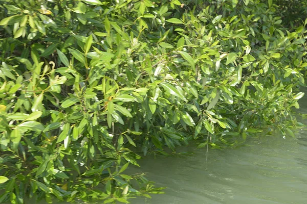 Cox 's Bazar, Bangladeş' teki gür mangrov ormanı gelgit sularını yansıtıyor. Yeşil kıyı sulak arazisi ve güneşli bir günde sakin nehir manzarası.