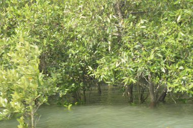 Cox 's Bazar, Bangladeş' teki gelgit nehir suyunda yetişen genç mangrov fidanları. Sahildeki orman yenilenmesi ve güneşli bir günde yeşil sulak arazi ekosisteminin manzarası.