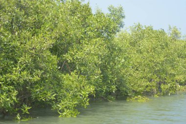 Cox 's Bazar, Bangladeş' teki gelgit nehir suyunda yetişen genç mangrov fidanları. Sahildeki orman yenilenmesi ve güneşli bir günde yeşil sulak arazi ekosisteminin manzarası.