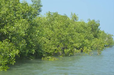 Cox 's Bazar, Bangladeş' teki gelgit nehir suyunda yetişen genç mangrov fidanları. Sahildeki orman yenilenmesi ve güneşli bir günde yeşil sulak arazi ekosisteminin manzarası.