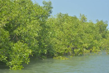 Cox 's Bazar, Bangladeş' teki gelgit nehir suyunda yetişen genç mangrov fidanları. Sahildeki orman yenilenmesi ve güneşli bir günde yeşil sulak arazi ekosisteminin manzarası.