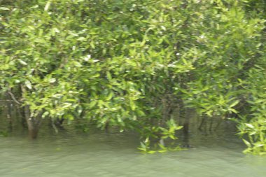 Cox 's Bazar, Bangladeş' teki gelgit nehir suyunda yetişen genç mangrov fidanları. Sahildeki orman yenilenmesi ve güneşli bir günde yeşil sulak arazi ekosisteminin manzarası.