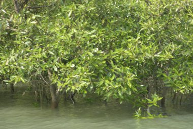 Cox 's Bazar, Bangladeş' teki gelgit nehir suyunda yetişen genç mangrov fidanları. Sahildeki orman yenilenmesi ve güneşli bir günde yeşil sulak arazi ekosisteminin manzarası.