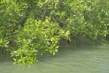 Cox 's Bazar, Bangladeş' teki gelgit nehir suyunda yetişen genç mangrov fidanları. Sahildeki orman yenilenmesi ve güneşli bir günde yeşil sulak arazi ekosisteminin manzarası.