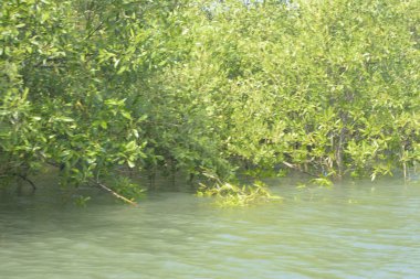 Cox 's Bazar, Bangladeş' teki gelgit nehir suyunda yetişen genç mangrov fidanları. Sahildeki orman yenilenmesi ve güneşli bir günde yeşil sulak arazi ekosisteminin manzarası.