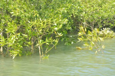 Cox 's Bazar, Bangladeş' teki gelgit nehir suyunda yetişen genç mangrov fidanları. Sahildeki orman yenilenmesi ve güneşli bir günde yeşil sulak arazi ekosisteminin manzarası.