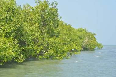 Cox 's Bazar, Bangladeş' teki gelgit nehir suyunda yetişen genç mangrov fidanları. Sahildeki orman yenilenmesi ve güneşli bir günde yeşil sulak arazi ekosisteminin manzarası.
