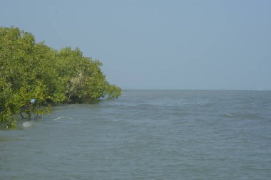 Cox 's Bazar, Bangladeş' teki gelgit nehir suyunda yetişen genç mangrov fidanları. Sahildeki orman yenilenmesi ve güneşli bir günde yeşil sulak arazi ekosisteminin manzarası.