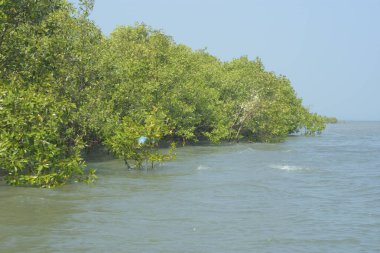 Cox 's Bazar, Bangladeş' teki gelgit nehir suyunda yetişen genç mangrov fidanları. Sahildeki orman yenilenmesi ve güneşli bir günde yeşil sulak arazi ekosisteminin manzarası.