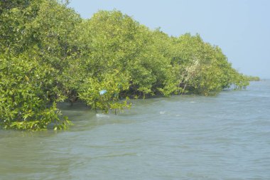 Cox 's Bazar, Bangladeş' teki gelgit nehir suyunda yetişen genç mangrov fidanları. Sahildeki orman yenilenmesi ve güneşli bir günde yeşil sulak arazi ekosisteminin manzarası.