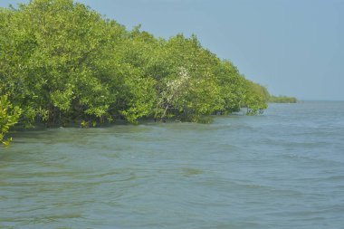 Cox 's Bazar, Bangladeş' teki gelgit nehir suyunda yetişen genç mangrov fidanları. Sahildeki orman yenilenmesi ve güneşli bir günde yeşil sulak arazi ekosisteminin manzarası.