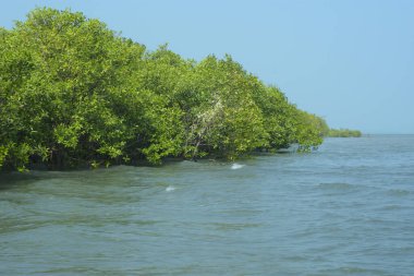 Cox 's Bazar, Bangladeş' teki gelgit nehir suyunda yetişen genç mangrov fidanları. Sahildeki orman yenilenmesi ve güneşli bir günde yeşil sulak arazi ekosisteminin manzarası.