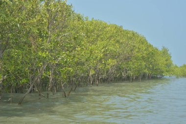 Cox 's Bazar, Bangladeş' teki gelgit nehir suyunda yetişen genç mangrov fidanları. Sahildeki orman yenilenmesi ve güneşli bir günde yeşil sulak arazi ekosisteminin manzarası.