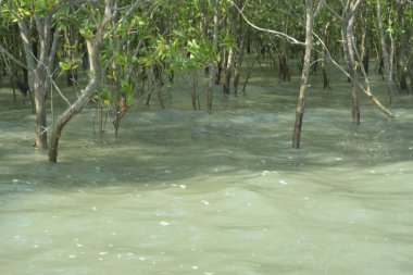 Cox 's Bazar, Bangladeş' teki gelgit nehir suyunda yetişen genç mangrov fidanları. Sahildeki orman yenilenmesi ve güneşli bir günde yeşil sulak arazi ekosisteminin manzarası.