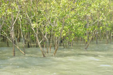 Cox 's Bazar, Bangladeş' teki gelgit nehir suyunda yetişen genç mangrov fidanları. Sahildeki orman yenilenmesi ve güneşli bir günde yeşil sulak arazi ekosisteminin manzarası.