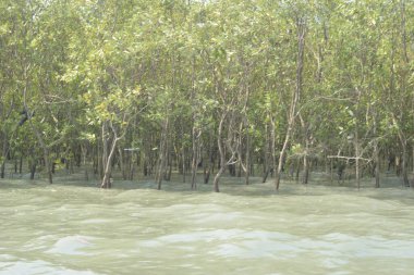 Cox 's Bazar, Bangladeş' teki gelgit nehir suyunda yetişen genç mangrov fidanları. Sahildeki orman yenilenmesi ve güneşli bir günde yeşil sulak arazi ekosisteminin manzarası.