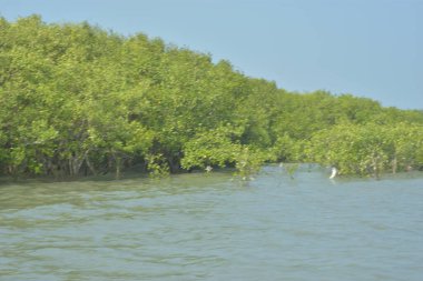Cox 's Bazar, Bangladeş' teki gelgit nehir suyunda yetişen genç mangrov fidanları. Sahildeki orman yenilenmesi ve güneşli bir günde yeşil sulak arazi ekosisteminin manzarası.