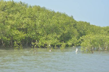 Cox 's Bazar, Bangladeş' teki gelgit nehir suyunda yetişen genç mangrov fidanları. Sahildeki orman yenilenmesi ve güneşli bir günde yeşil sulak arazi ekosisteminin manzarası.