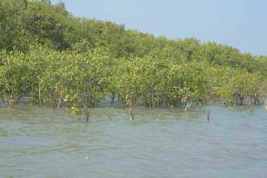 Cox 's Bazar, Bangladeş' teki gelgit nehir suyunda yetişen genç mangrov fidanları. Sahildeki orman yenilenmesi ve güneşli bir günde yeşil sulak arazi ekosisteminin manzarası.